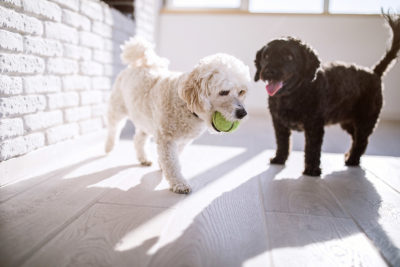 Dog Daycare