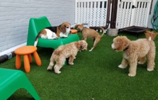 Dog Daycare in New Jersey