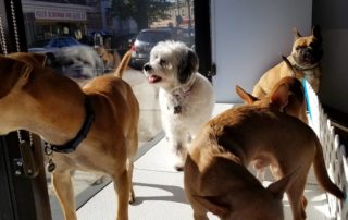 Small Dog Daycare Bloomfield