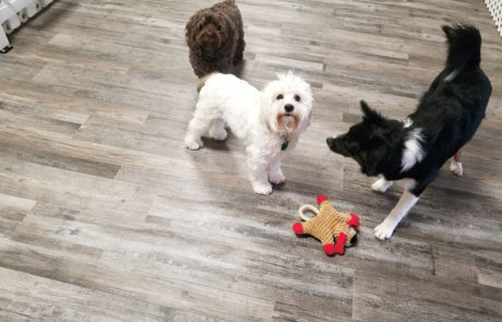 Small Dog Daycare in Bloomfield New Jersey